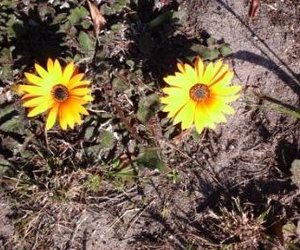 Die liefde van Christus dring ons